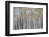 Canada, Alberta. Quaking Aspen Fores in Jasper National Park-Gary Luhm-Framed Photographic Print