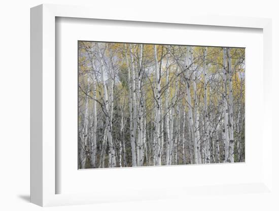 Canada, Alberta. Quaking Aspen Fores in Jasper National Park-Gary Luhm-Framed Photographic Print