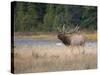 Canada, Alberta. Rocky Mountain Elk Bugles During Fall Rut. Jasper-Gary Luhm-Stretched Canvas