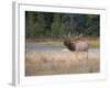 Canada, Alberta. Rocky Mountain Elk Bugles During Fall Rut. Jasper-Gary Luhm-Framed Photographic Print