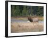 Canada, Alberta. Rocky Mountain Elk Bugles During Fall Rut. Jasper-Gary Luhm-Framed Photographic Print