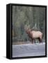 Canada, Alberta. Rocky Mountain Elk Bugles During Fall Rut. Jasper-Gary Luhm-Framed Stretched Canvas