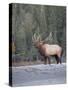 Canada, Alberta. Rocky Mountain Elk Bugles During Fall Rut. Jasper-Gary Luhm-Stretched Canvas