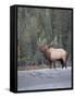 Canada, Alberta. Rocky Mountain Elk Bugles During Fall Rut. Jasper-Gary Luhm-Framed Stretched Canvas