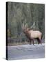 Canada, Alberta. Rocky Mountain Elk Bugles During Fall Rut. Jasper-Gary Luhm-Stretched Canvas