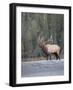 Canada, Alberta. Rocky Mountain Elk Bugles During Fall Rut. Jasper-Gary Luhm-Framed Photographic Print