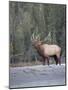 Canada, Alberta. Rocky Mountain Elk Bugles During Fall Rut. Jasper-Gary Luhm-Mounted Photographic Print