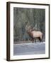 Canada, Alberta. Rocky Mountain Elk Bugles During Fall Rut. Jasper-Gary Luhm-Framed Photographic Print