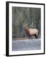 Canada, Alberta. Rocky Mountain Elk Bugles During Fall Rut. Jasper-Gary Luhm-Framed Photographic Print