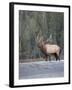 Canada, Alberta. Rocky Mountain Elk Bugles During Fall Rut. Jasper-Gary Luhm-Framed Photographic Print