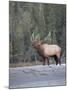 Canada, Alberta. Rocky Mountain Elk Bugles During Fall Rut. Jasper-Gary Luhm-Mounted Photographic Print