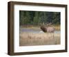 Canada, Alberta. Rocky Mountain Elk Bugles During Fall Rut. Jasper-Gary Luhm-Framed Photographic Print