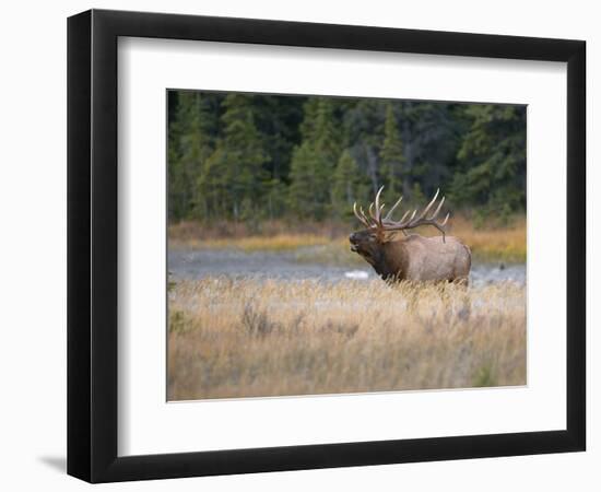 Canada, Alberta. Rocky Mountain Elk Bugles During Fall Rut. Jasper-Gary Luhm-Framed Photographic Print
