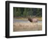 Canada, Alberta. Rocky Mountain Elk Bugles During Fall Rut. Jasper-Gary Luhm-Framed Photographic Print