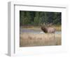 Canada, Alberta. Rocky Mountain Elk Bugles During Fall Rut. Jasper-Gary Luhm-Framed Photographic Print