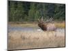 Canada, Alberta. Rocky Mountain Elk Bugles During Fall Rut. Jasper-Gary Luhm-Mounted Photographic Print