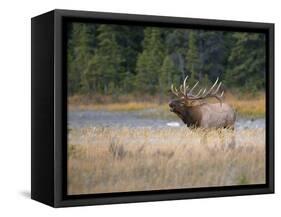 Canada, Alberta. Rocky Mountain Elk Bugles During Fall Rut. Jasper-Gary Luhm-Framed Stretched Canvas