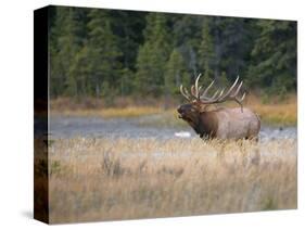 Canada, Alberta. Rocky Mountain Elk Bugles During Fall Rut. Jasper-Gary Luhm-Stretched Canvas