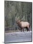 Canada, Alberta. Rocky Mountain Elk Bugles During Fall Rut. Jasper-Gary Luhm-Mounted Premium Photographic Print
