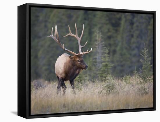 Canada, Alberta. Rocky Mountain Elk Bull During Fall Rut. Jasper-Gary Luhm-Framed Stretched Canvas