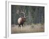 Canada, Alberta. Rocky Mountain Elk Bull During Fall Rut. Jasper-Gary Luhm-Framed Photographic Print