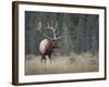 Canada, Alberta. Rocky Mountain Elk Bull During Fall Rut. Jasper-Gary Luhm-Framed Photographic Print