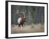 Canada, Alberta. Rocky Mountain Elk Bull During Fall Rut. Jasper-Gary Luhm-Framed Photographic Print