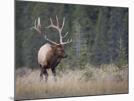 Canada, Alberta. Rocky Mountain Elk Bull During Fall Rut. Jasper-Gary Luhm-Mounted Photographic Print