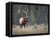 Canada, Alberta. Rocky Mountain Elk Bull During Fall Rut. Jasper-Gary Luhm-Framed Stretched Canvas