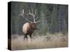 Canada, Alberta. Rocky Mountain Elk Bull During Fall Rut. Jasper-Gary Luhm-Stretched Canvas