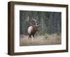 Canada, Alberta. Rocky Mountain Elk Bull During Fall Rut. Jasper-Gary Luhm-Framed Photographic Print