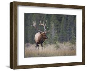 Canada, Alberta. Rocky Mountain Elk Bull During Fall Rut. Jasper-Gary Luhm-Framed Photographic Print