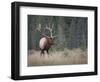 Canada, Alberta. Rocky Mountain Elk Bull During Fall Rut. Jasper-Gary Luhm-Framed Photographic Print