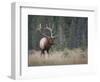 Canada, Alberta. Rocky Mountain Elk Bull During Fall Rut. Jasper-Gary Luhm-Framed Photographic Print