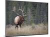 Canada, Alberta. Rocky Mountain Elk Bull During Fall Rut. Jasper-Gary Luhm-Mounted Photographic Print