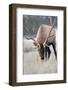 Canada, Alberta. Rocky Mountain Elk Feeding During Fall Rut. Jasper-Gary Luhm-Framed Photographic Print