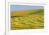 Canada, Alberta, Trochu. Canola swaths in farm field.-Jaynes Gallery-Framed Photographic Print