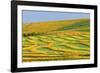 Canada, Alberta, Trochu. Canola swaths in farm field.-Jaynes Gallery-Framed Photographic Print