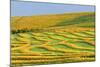 Canada, Alberta, Trochu. Canola swaths in farm field.-Jaynes Gallery-Mounted Photographic Print