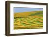 Canada, Alberta, Trochu. Canola swaths in farm field.-Jaynes Gallery-Framed Photographic Print