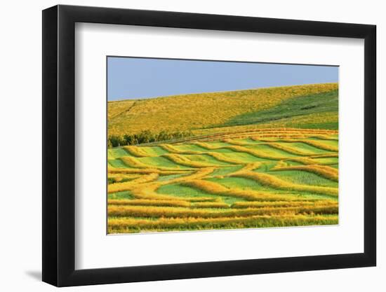 Canada, Alberta, Trochu. Canola swaths in farm field.-Jaynes Gallery-Framed Photographic Print