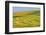 Canada, Alberta, Trochu. Canola swaths in farm field.-Jaynes Gallery-Framed Photographic Print