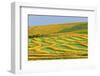 Canada, Alberta, Trochu. Canola swaths in farm field.-Jaynes Gallery-Framed Photographic Print