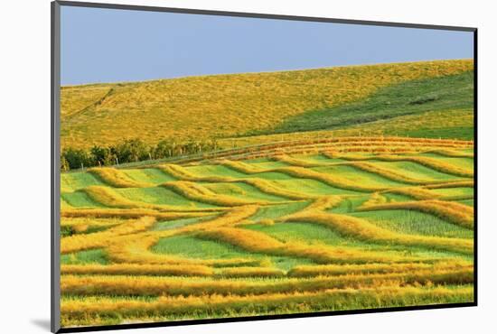 Canada, Alberta, Trochu. Canola swaths in farm field.-Jaynes Gallery-Mounted Photographic Print