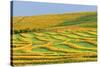 Canada, Alberta, Trochu. Canola swaths in farm field.-Jaynes Gallery-Stretched Canvas