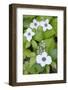 Canada, B.C. Dwarf Dogwood Carmanah Walbran Provincial Park-Kevin Oke-Framed Photographic Print