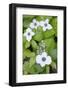 Canada, B.C. Dwarf Dogwood Carmanah Walbran Provincial Park-Kevin Oke-Framed Photographic Print