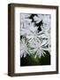 Canada, B.C. False Bugbane in Carmanah Walbran Provincial Park-Kevin Oke-Framed Photographic Print