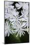 Canada, B.C. False Bugbane in Carmanah Walbran Provincial Park-Kevin Oke-Mounted Photographic Print