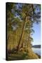 Canada, B.C., Gulf Islands, Wallace Island. Fir Trees Along the Path-Kevin Oke-Stretched Canvas